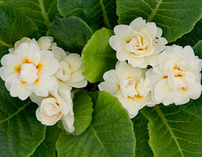Primula Belarina Cream, Primrose 'Belarina Cream', Belarina Series, Double Primroses, Cream Primoses, Shade plants, shade perennial, plants for shade, plants for wet soils, spring flowers